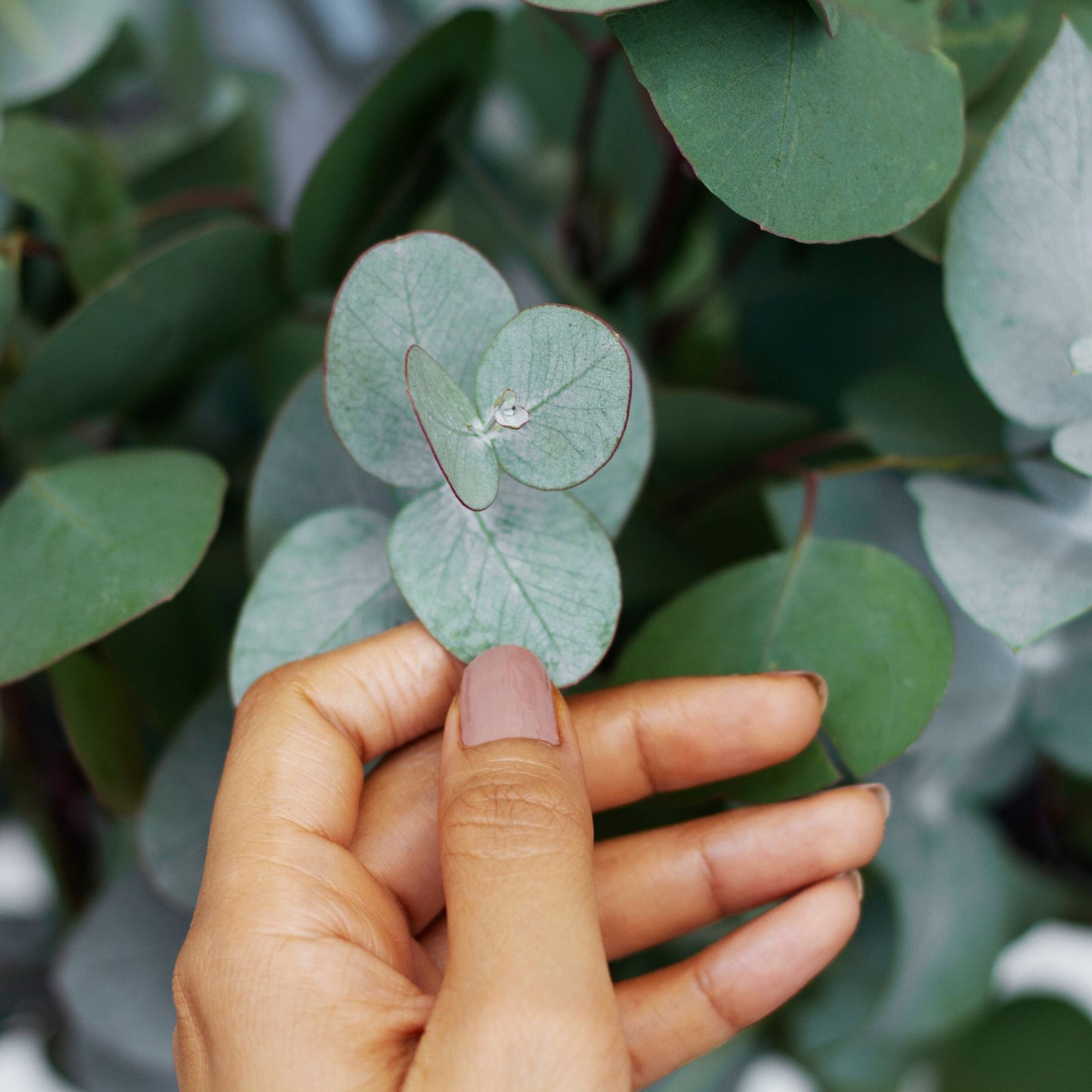 Sahumerio de Eucalipto